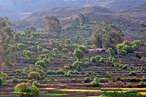 Andamarca村の千枚畑