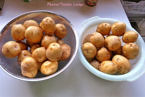 Papa seca（乾燥ジャガイモ）作り