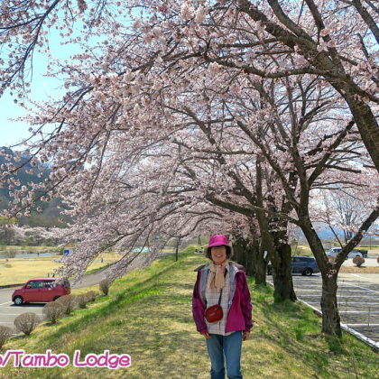 桜満開のお散歩