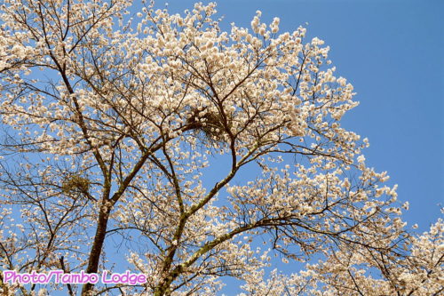 桜満開のお散歩