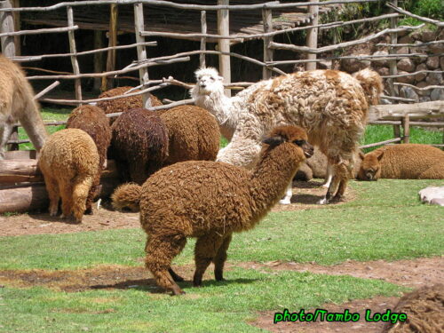 Cuscoで合流＆アルパカ牧場