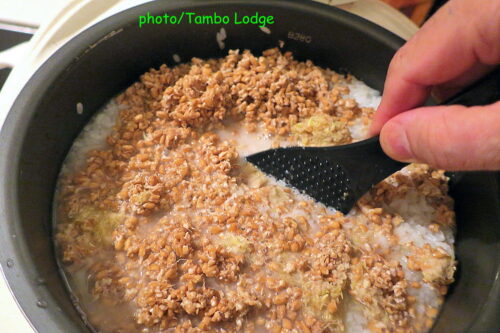 タンボ・ロッジ式米飴の作り方（４）、マニアック編ー２