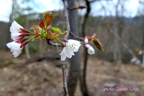 山桜の花が咲き始めました