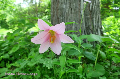 タンボ・ロッジの庭に絶滅危惧種のヒメサユリが咲いた！