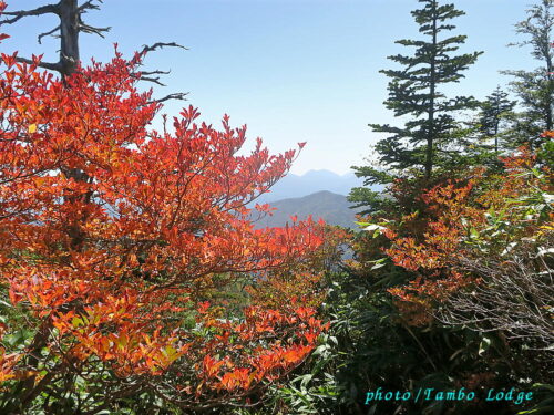 秋の初めの田代山に登る