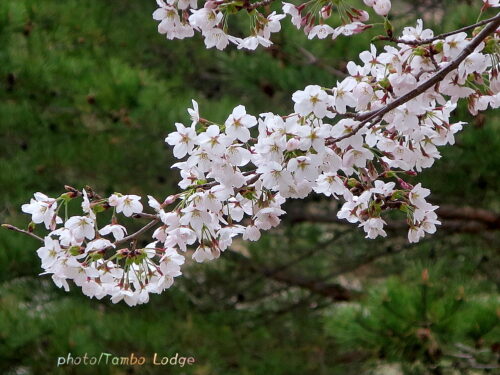 桜の咲く峠を越え、クオーレ・デルソルでの「パンプレートランチ会」へ