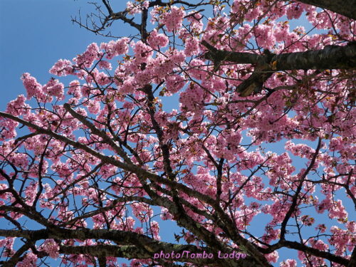 春うららかな桜満開の散歩道