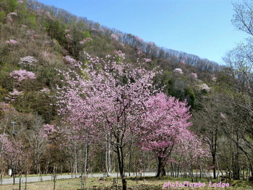 春うららかな桜満開の散歩道