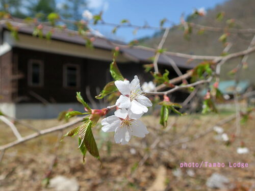 最後の山桜が咲く