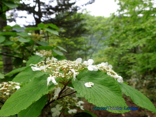 初夏の花が咲き競う「田代山」に登る