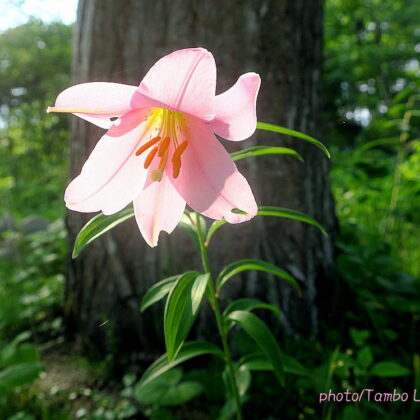 タンボ・ロッジの庭に、今年も絶滅危惧種のヒメサユリが咲いた！