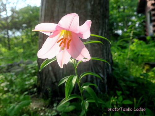 タンボ・ロッジの庭に、今年も絶滅危惧種のヒメサユリが咲いた！