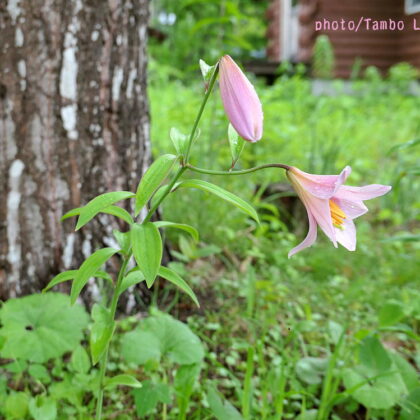 タンボ・ロッジの庭に絶滅危惧種のヒメサユリが今年も咲いた！