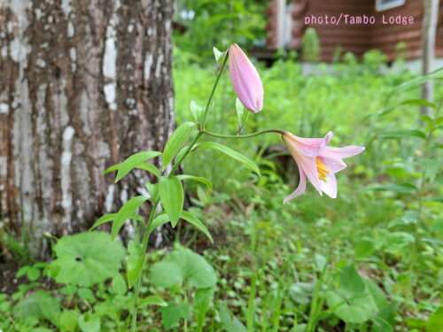 タンボ・ロッジの庭に絶滅危惧種のヒメサユリが今年も咲いた！