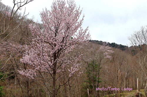山桜が咲き始めました🌸
