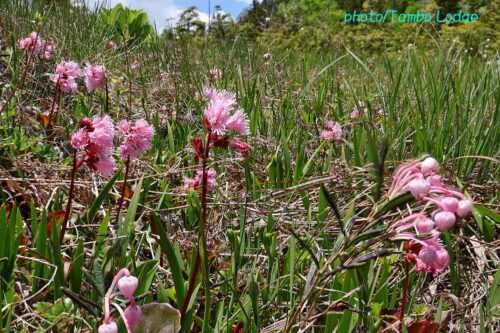 初夏の花が共演の尾瀬国立公園「田代山」に登る
