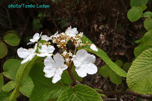 初夏の花が共演の尾瀬国立公園「田代山」に登る
