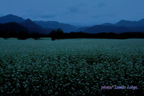 満開の蕎麦の花のライトアップと思きや・・・