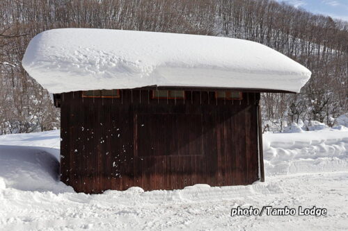 雪虫（セッケイカワゲラ）が歩いた❣💥。