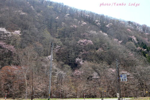 桜満開の会津高原周辺