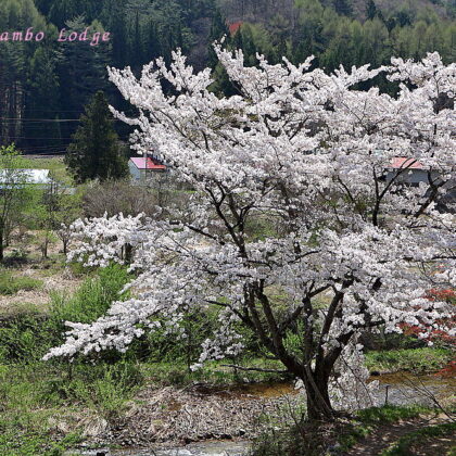 桜満開の会津高原周辺