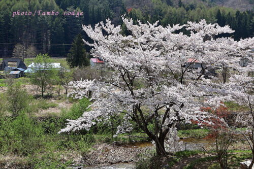 桜満開の会津高原周辺