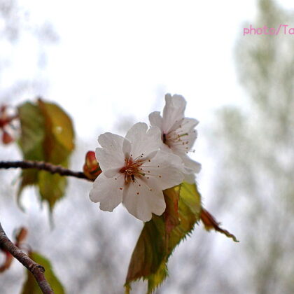 タンボ・ロッジの周りで最後の山桜が咲く