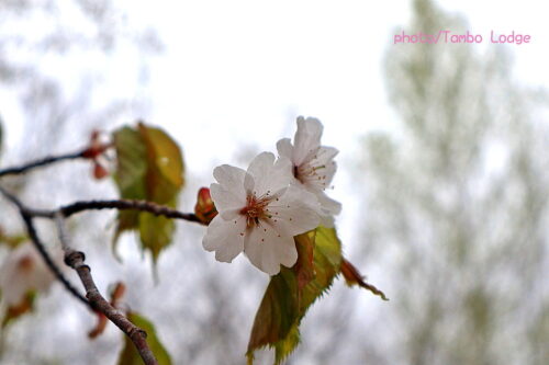 タンボ・ロッジの周りで最後の山桜が咲く