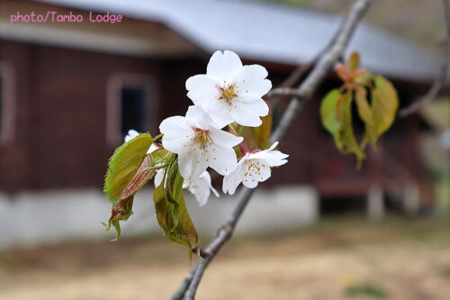 タンボ・ロッジの周りで最後の山桜が咲く