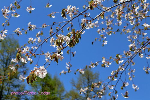 タンボ・ロッジの周りで最後の山桜が咲く