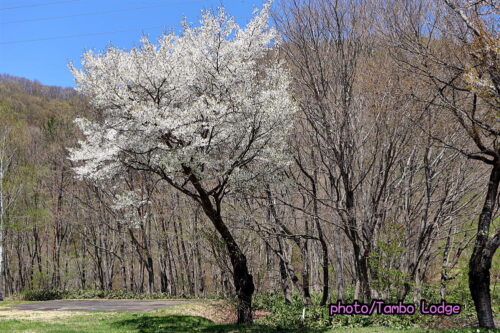 タンボ・ロッジの周りで最後の山桜が咲く