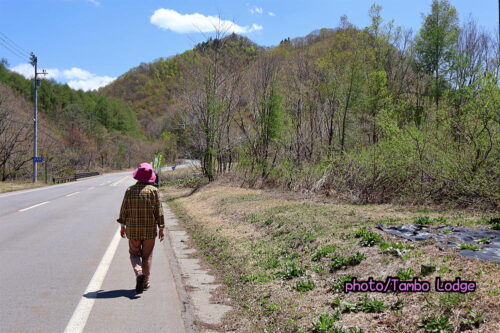 タンボ・ロッジの周りで最後の山桜が咲く