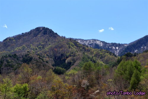 タンボ・ロッジの周りで最後の山桜が咲く