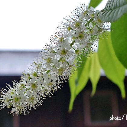 最後の桜「ウワミズザクラ」が満開です