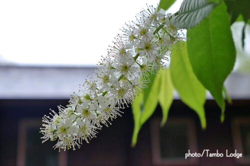 最後の桜「ウワミズザクラ」が満開です