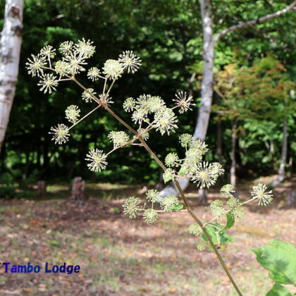 山ウドの花が咲く