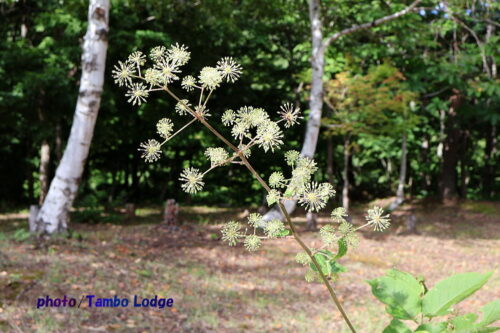 山ウドの花が咲く
