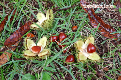 2025年、いよいよ山栗の実が落ち始めました