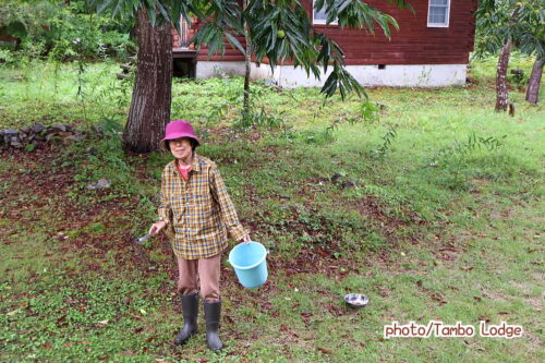 2025年、いよいよ山栗の実が落ち始めました
