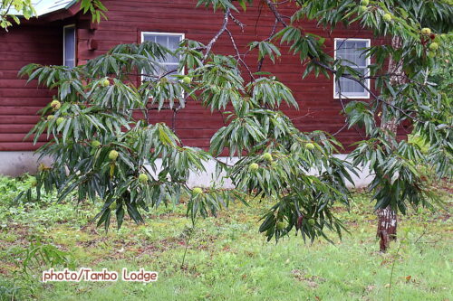 2025年、いよいよ山栗の実が落ち始めました