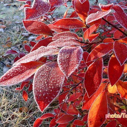 2回目の霜&紅葉&ペレットストーブ
