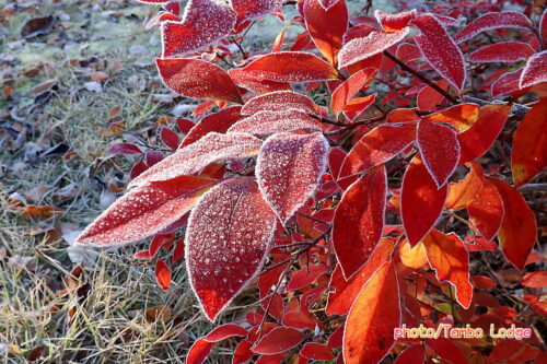 ２回目の霜＆紅葉&ペレットストーブ