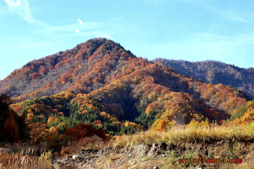 ２回目の霜＆紅葉&ペレットストーブ