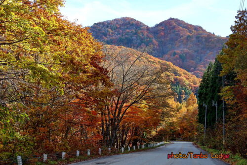 2回目の霜&紅葉&ペレットストーブ