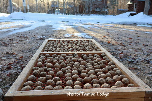 大雪の前に急いでチューニョ（凍み芋）作り