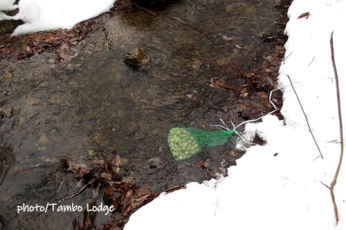大雪の前に急いでチューニョ（凍み芋）作り