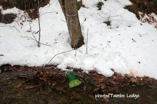 大雪の前に急いでチューニョ（凍み芋）作り