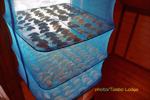 ２０２５年ドライ洋梨と洋梨のジャム作り