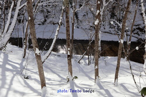 川水に晒した白チューニョを引き上げました