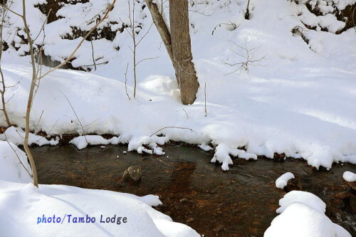 川水に晒した白チューニョを引き上げました